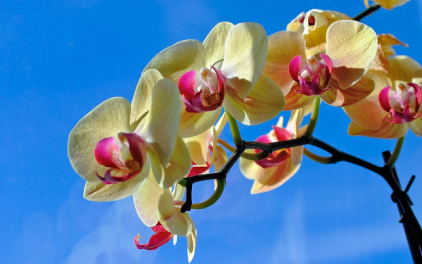 2 подкормки для Орхидей летом, чтоб они цвели пышно и долго